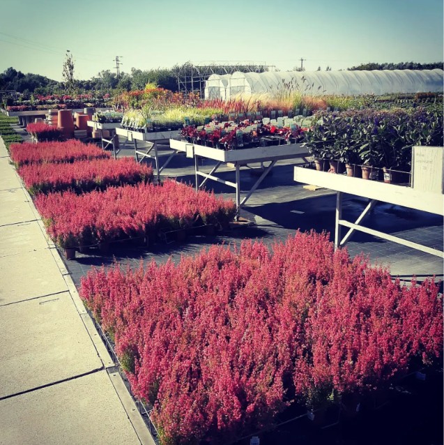 The Garden Center